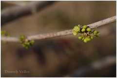 Casearia graveolens
